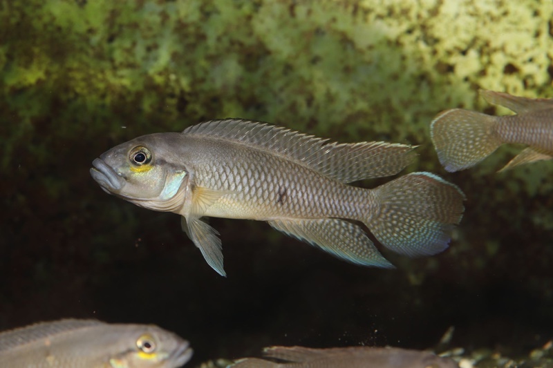 Telmatochromis devosi
